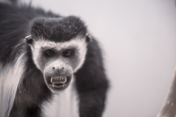 stuffed colobus polykomos