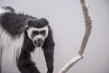 stuffed colobus polykomos