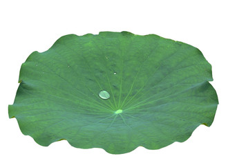 Naklejka na ściany i meble green leaf of plant isolated on white