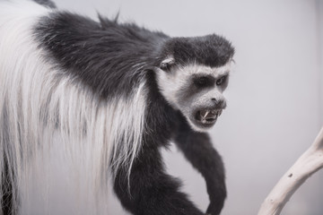 stuffed colobus polykomos