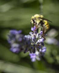 Bee in the lavender