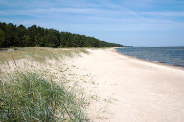 Grassy coast gulf of Riga, Baltic sea.