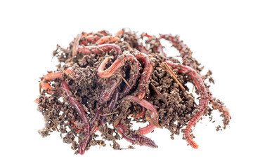 Macro shot of red worms Dendrobena in manure, earthworm live bait for fishing isolated on white background.