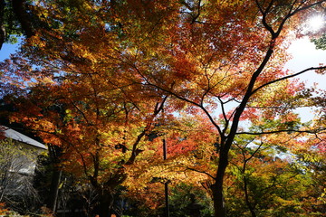 かまど神社　紅葉　太宰府市