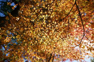 かまど神社　紅葉　太宰府市