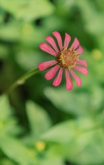 Zinnia lilliput garden flower in pink with spectacular vibrant colours and green foliage blurred background.