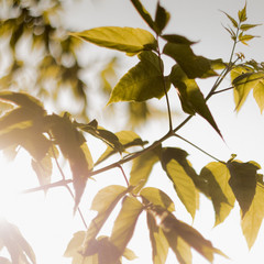 bright sun at sunset illuminates the foliage