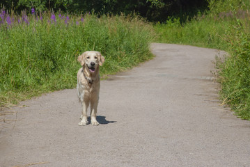 Labrador stands on the path in the park