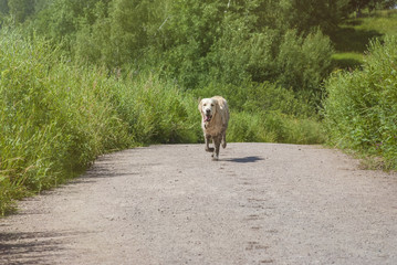 Labrador runs along the path in the park