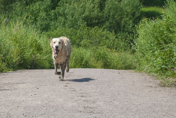 A dog breeds a golden retriever runs along the path in the park