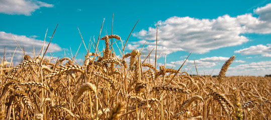 ripe cereals on the big field just before harvesting