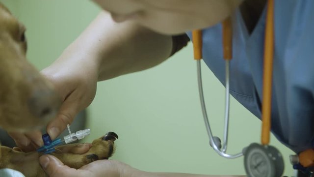 Veterinarian attaching the canula to the dog&acute;s leg.