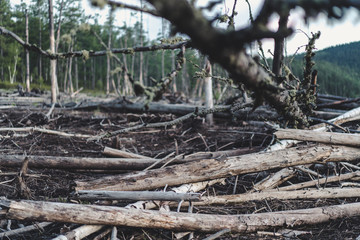Dead forest at the bank of Tyrma rive