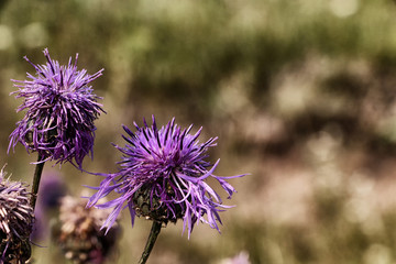 Close-up view of violet flower, blured background