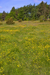 Summer meadow path
