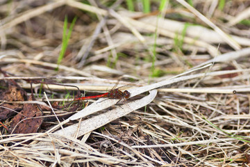 Dragonfly