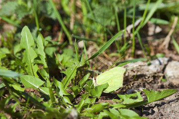 Common brimstone