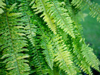 Fern leaves
