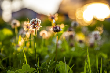 clover flowers at sunset