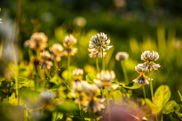 clover flowers at sunset
