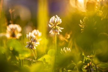 clover flowers at sunset