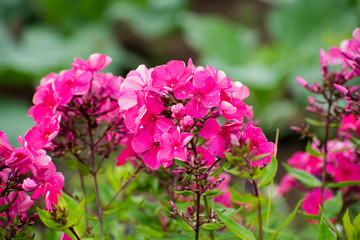Beautiful flowers - pink phlox flowers in the garden.