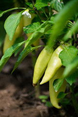 Ripe yellow bell pepper growing on bush in the garden. Bulgarian or sweet pepper plant.
