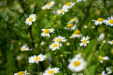 Blooming chamomile field. Chamomile in the wind.