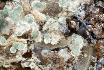 Mold on food Fruit Magnification. texture of toxic green mold with dark green and white orange spots. Natural mold background with macro. shades of green on mold