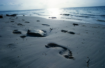 足跡を探して。