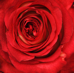 Closeup of red rose flower