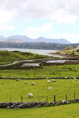 Champ de mouton, mer et montagne