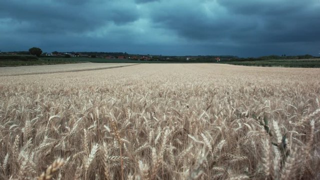 A cornfield on a very overcast day with some dark clouds in the background
