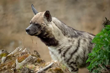 Fotobehang Striped hyena (Hyaena hyaena sultana) © Lubos Chlubny
