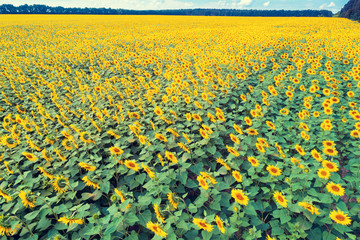 Obraz premium Beautiful sunflower field, aerial view