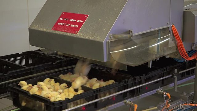 Chicken Farm. Agriculture.