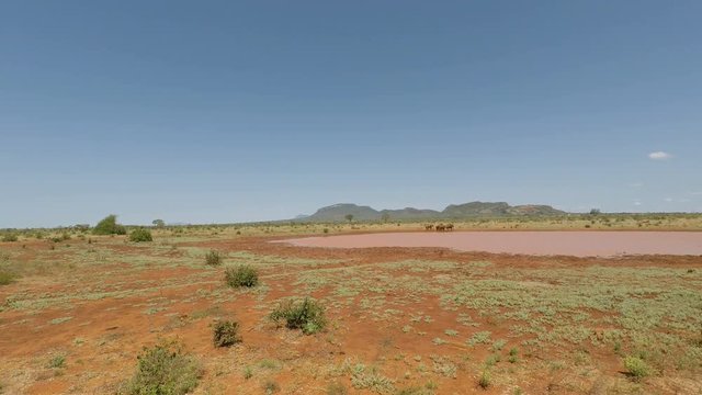 red elephants of kenya