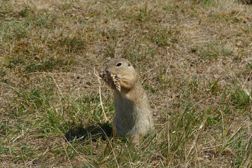 european suslik