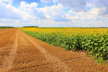 Fototapeta na wymiar Beautiful sunflowers against blue sky