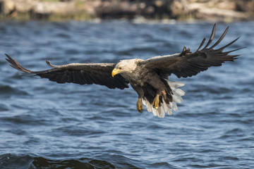 White Tail Eagle, Haliaeetus albicilla