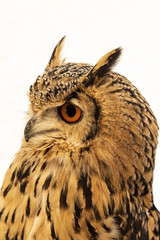 Bengal eagle owl, Bubo bengalensis
