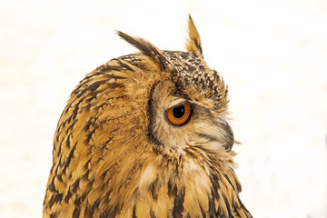 Bengal eagle owl, Bubo bengalensis