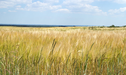 Barley field from close-up. Summer landscape. 