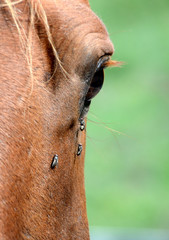 Naklejka premium Closeup on a horse's one eye, surrounded by flies.