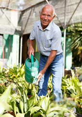 Elderly gardener watering plants