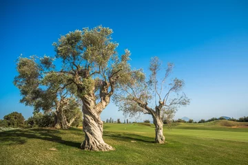 Deurstickers Olijfboom groep oude olijfbomen