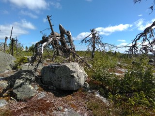 A terrible ugly tree - an octopus, sprawling along a stone sade on Mount Vottovaara in Karelia