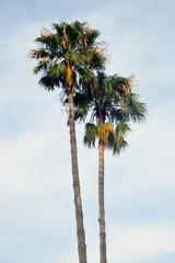 palm trees