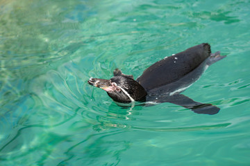 The Galápagos penguins will release air bubbles from their feathers to double or triple their swimming speed quickly.