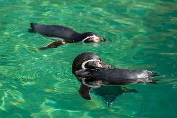 The Galápagos penguin's preening maintains the feathers' water- and wind-proofing ability.